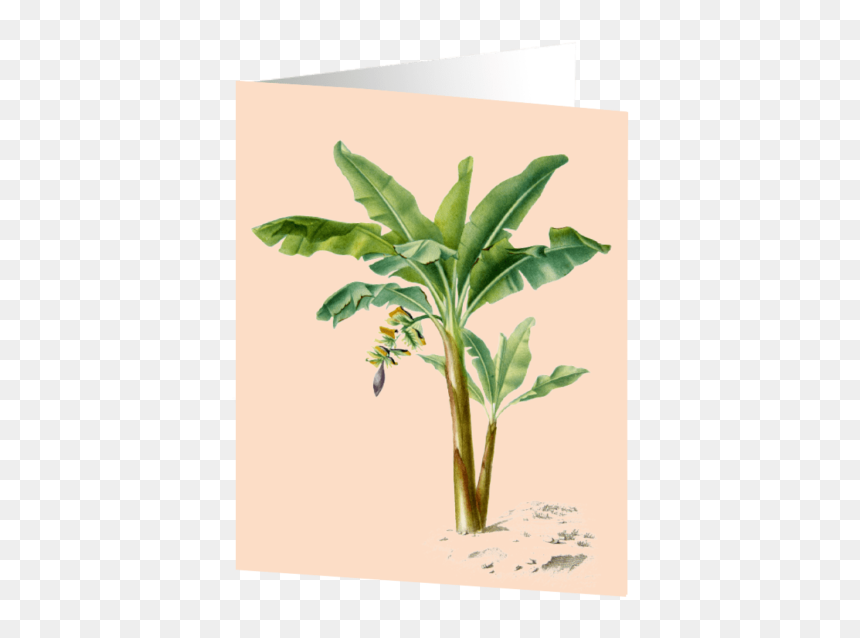 Banana Tree, HD Png Download - banana tree images png
