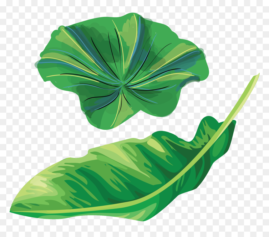 Banana Leaves Illustration Png, Transparent Png - banana tree images png