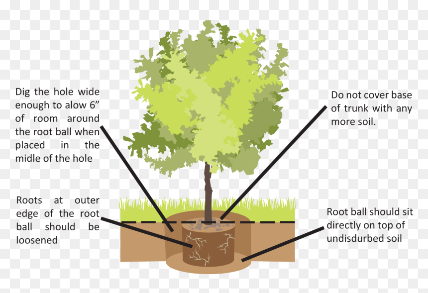 Beech, HD Png Download - dry trees png