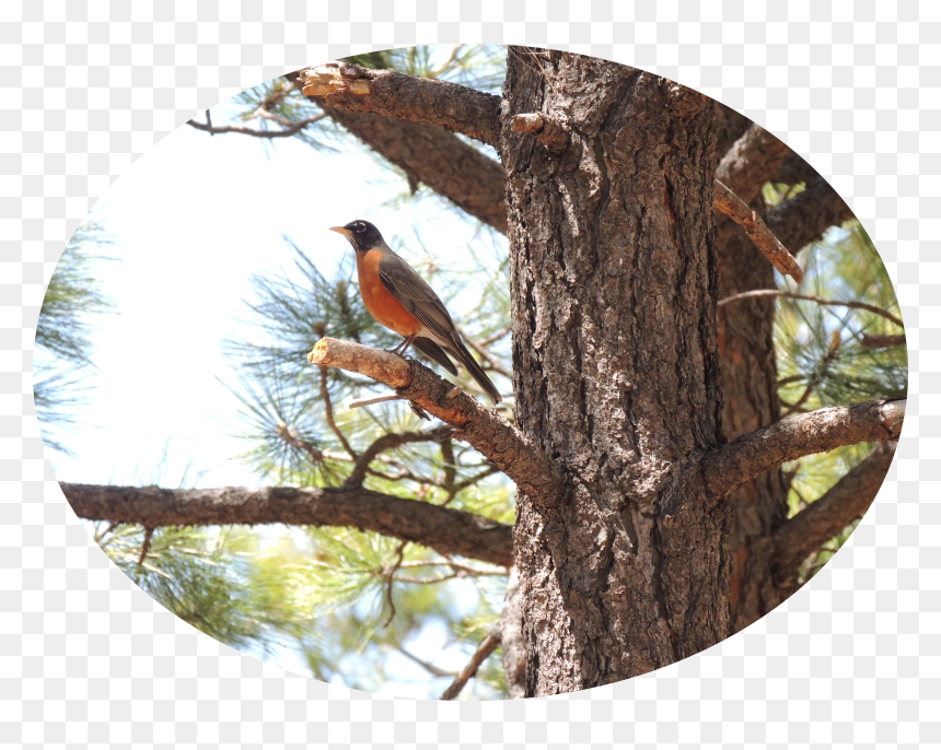 Common Crossbill, HD Png Download - dry trees png