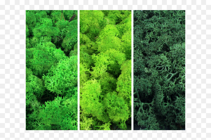 Balsam Fir, HD Png Download - shrubs top view png