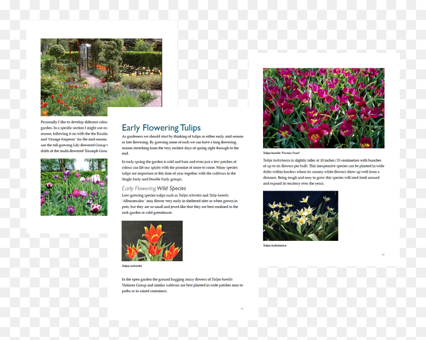 Uses Of Tulip Flower, HD Png Download - shrubs top view png