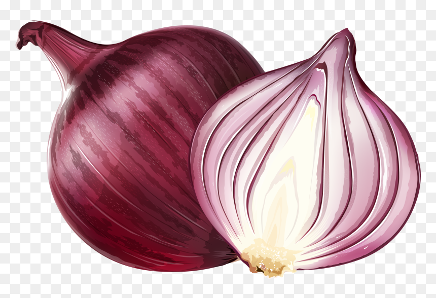 Onion Png, Transparent Png - onion vector png