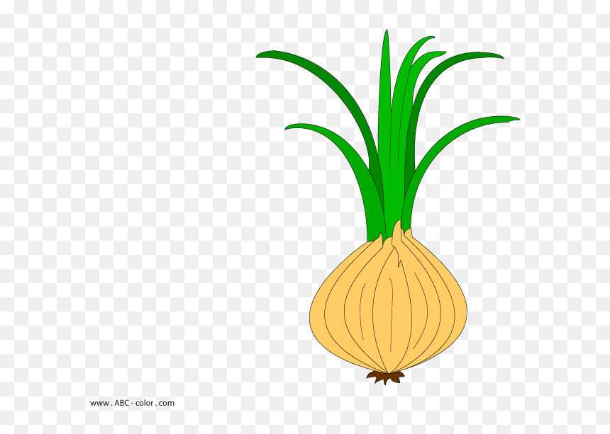 Onion Plant Clipart, HD Png Download - onion vector png
