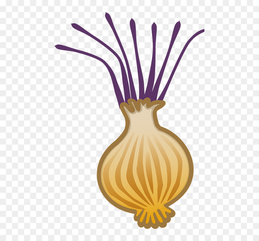 Clipart Vegetables, HD Png Download - onion vector png