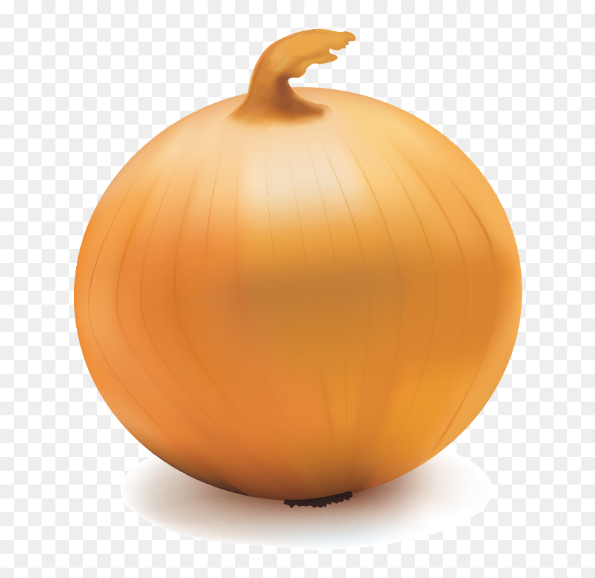 Onion Transparent Background, HD Png Download - onion vector png