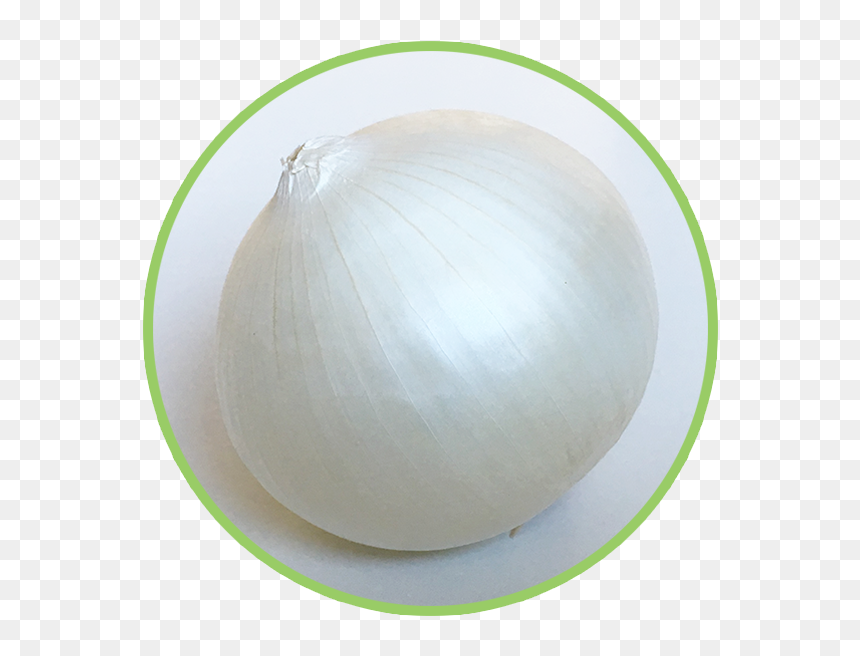 Onion, HD Png Download - onion vector png