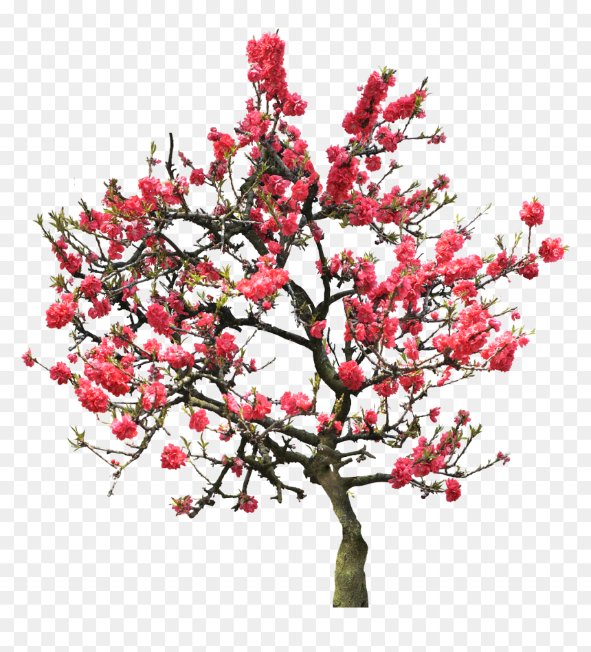 University Of Maryland University College, HD Png Download - flowers tree png