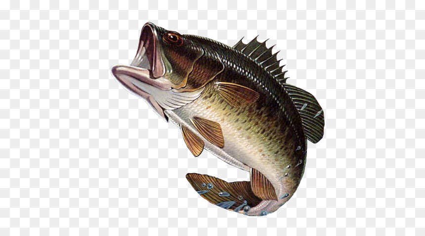 Largemouth Bass Png, Transparent Png - golden fish png