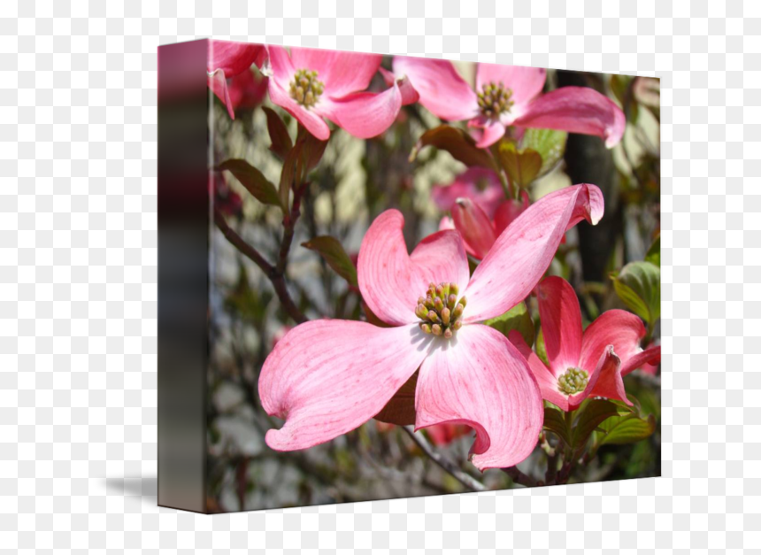 Flowering Dogwood, HD Png Download - flowers tree png