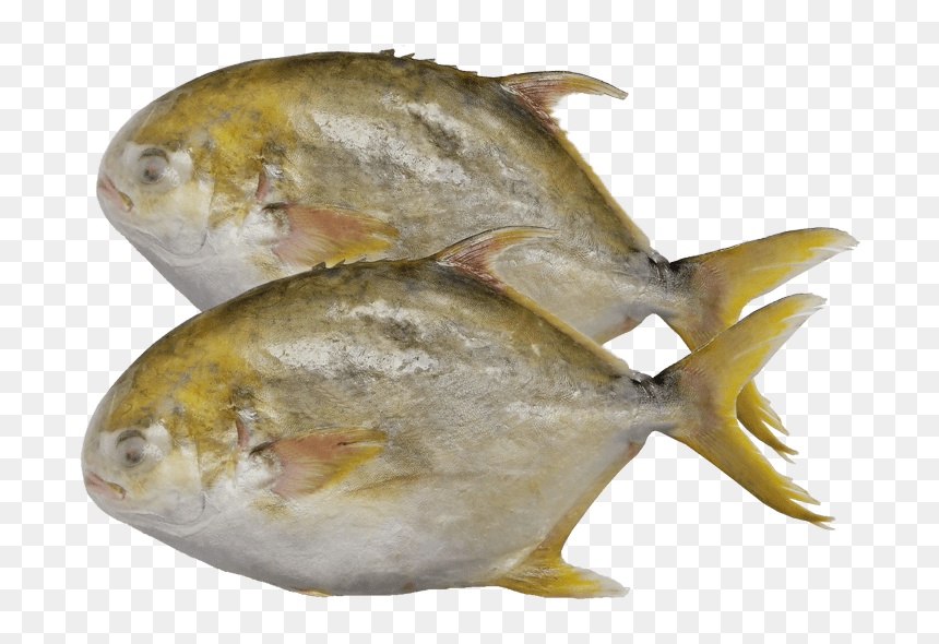 Golden Pomfret And Silver Pomfret, HD Png Download - golden fish png