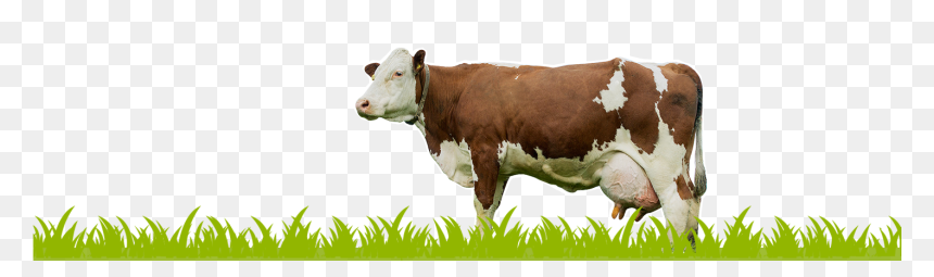 Cow Eating Grass Png, Transparent Png - cow images hd png