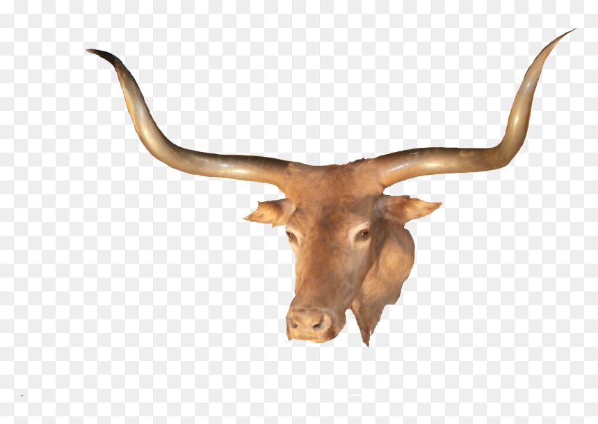Longhorn Transparent, HD Png Download - cow images hd png