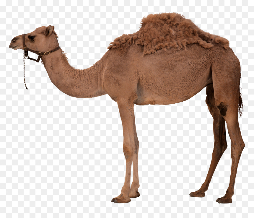 Camel Png, Transparent Png - chota bheem hd png
