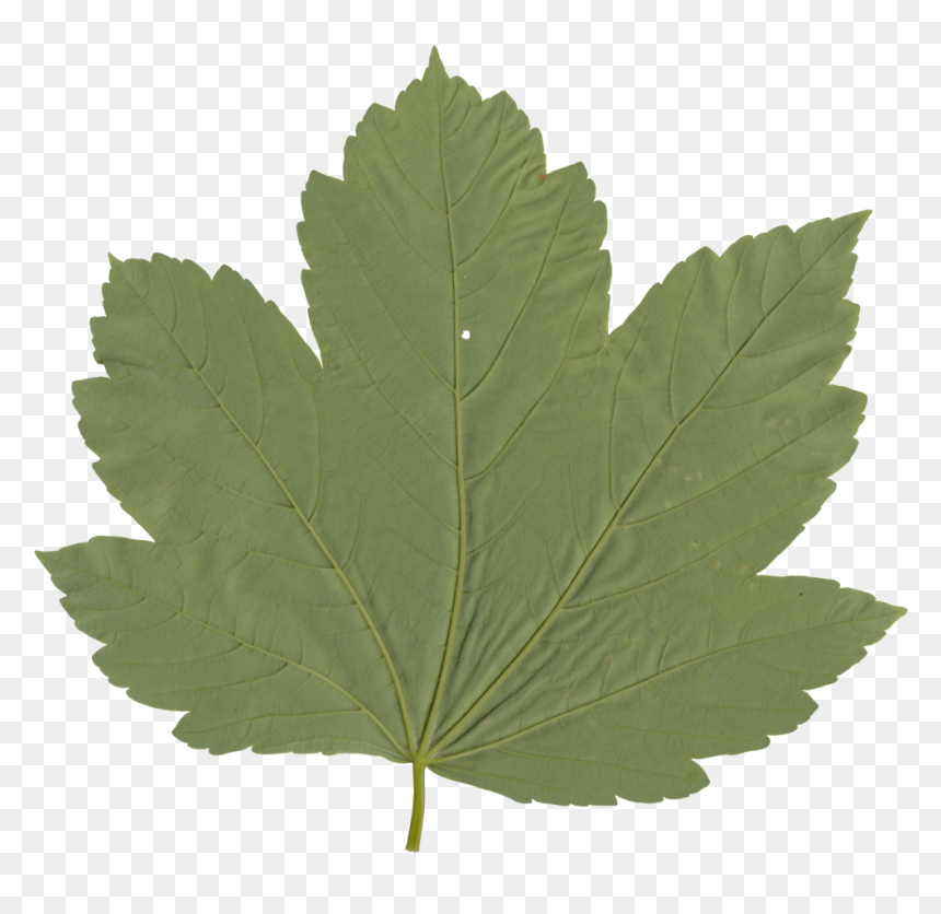 Maple Leaf, HD Png Download - nature png hd