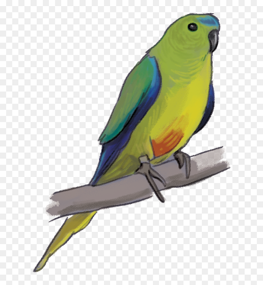 Orange Bellied Parrot Png, Transparent Png - parrot clipart png