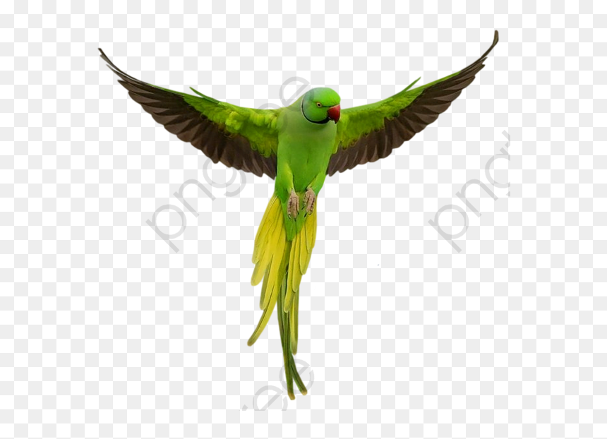 Parrot Png, Transparent Png - parrot clipart png