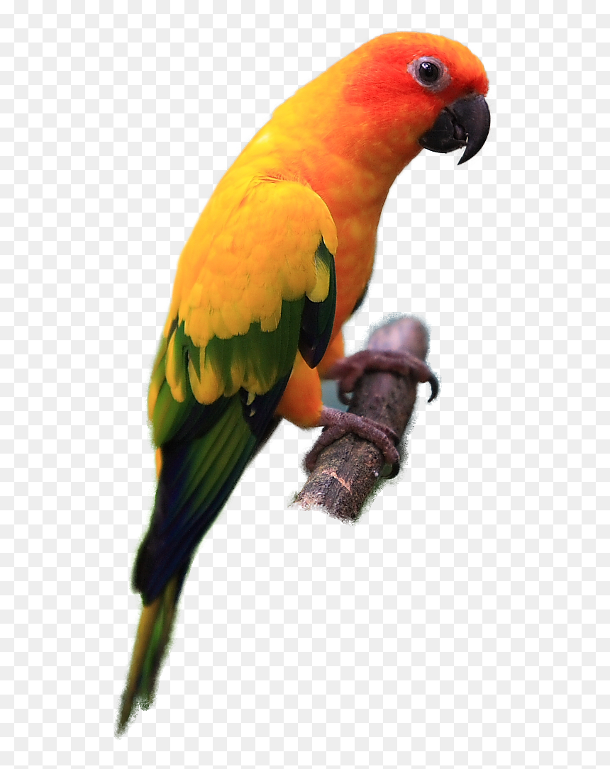 Sun Conure Bird Png, Transparent Png - parrot clipart png