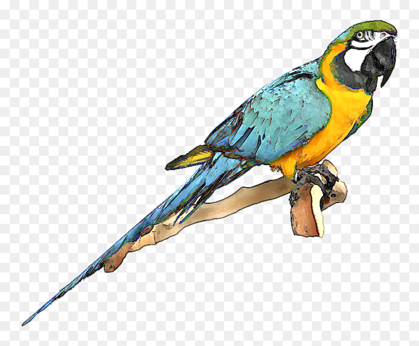 Blue And Gold Macaw Png, Transparent Png - parrot clipart png