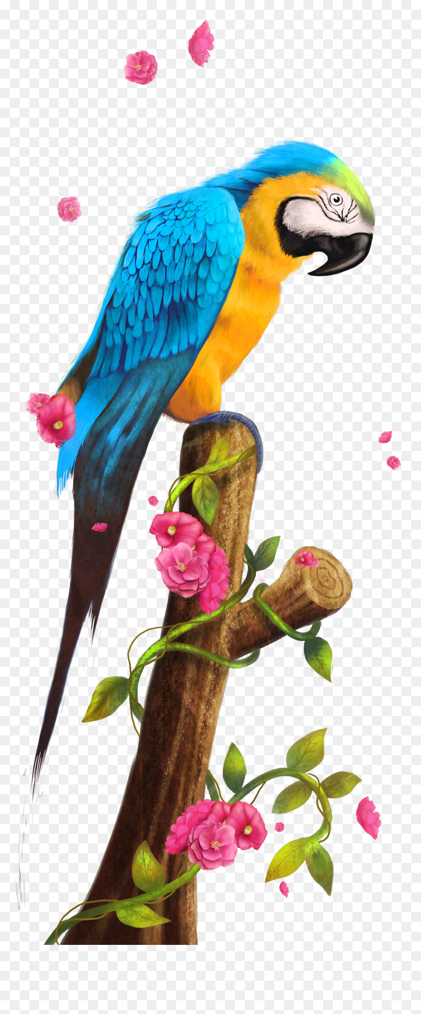 Parrot Clipart Png, Transparent Png - parrot clipart png