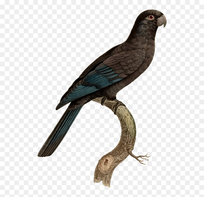 Parrot, HD Png Download - parrot clipart png