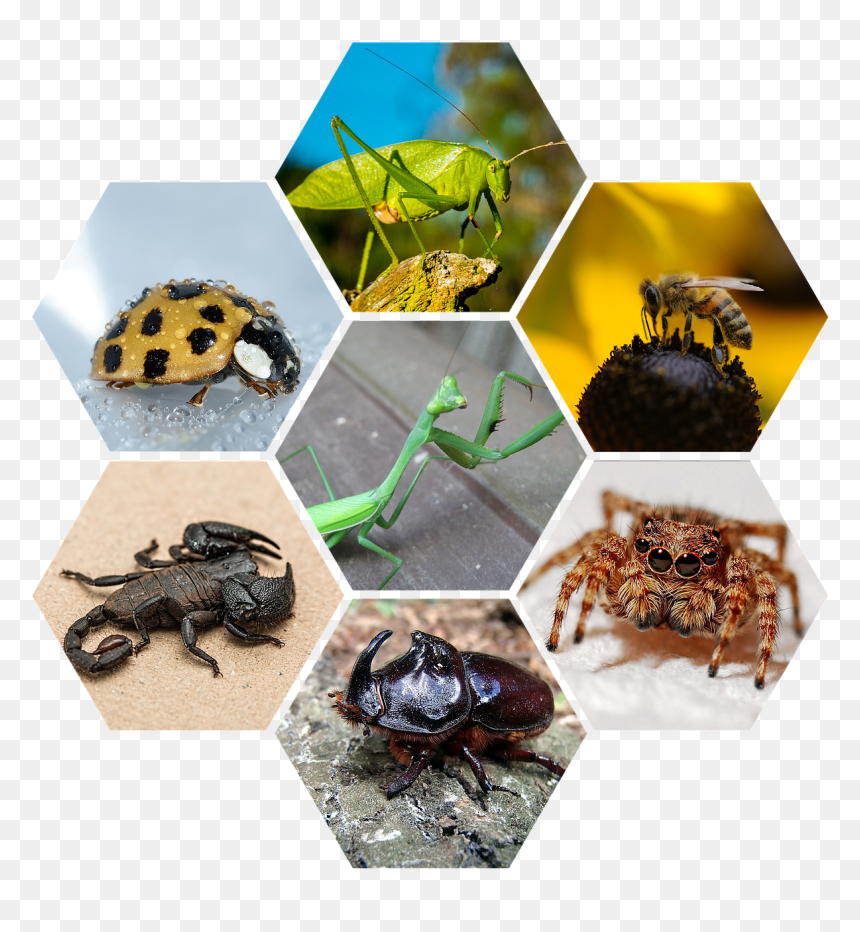 Saltamontes Escorpion, HD Png Download - praying mantis png