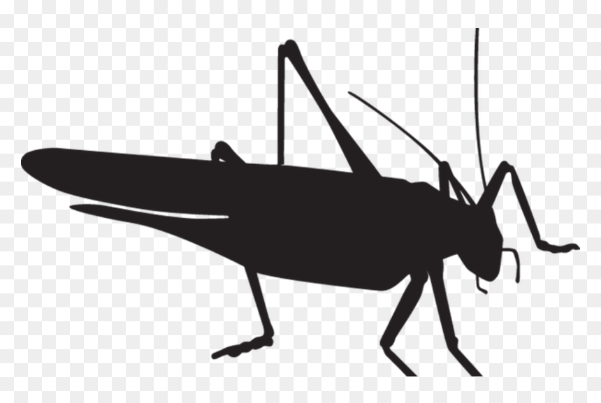 Grasshopper Silhouette Png, Transparent Png - praying mantis png
