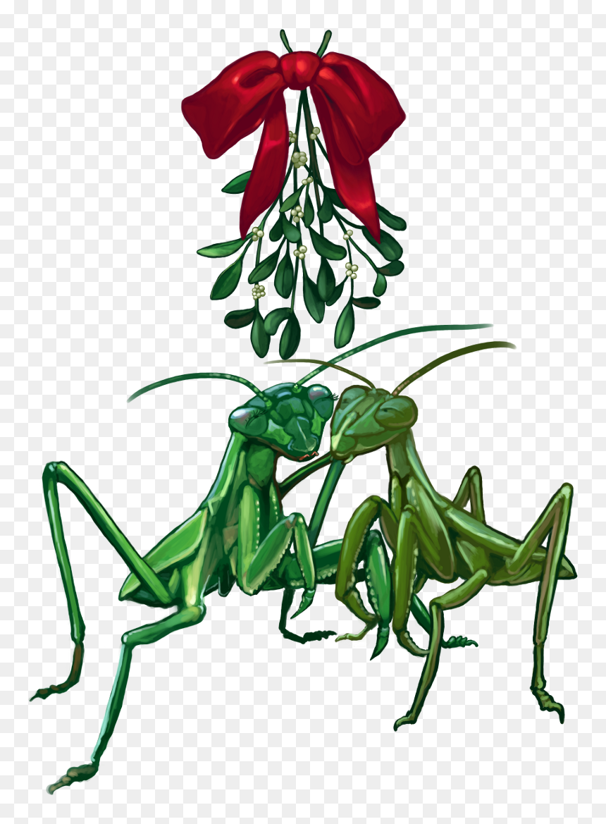 Mantidae, HD Png Download - praying mantis png