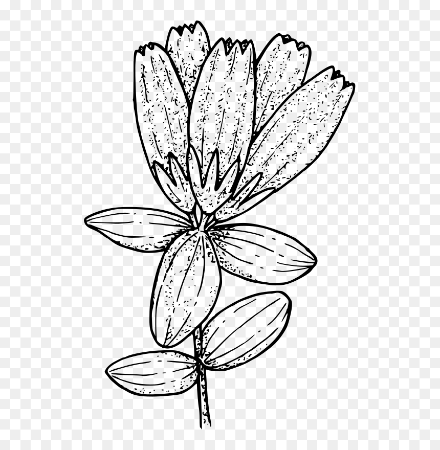 Tundra Plant Clipart, HD Png Download - oregon outline png