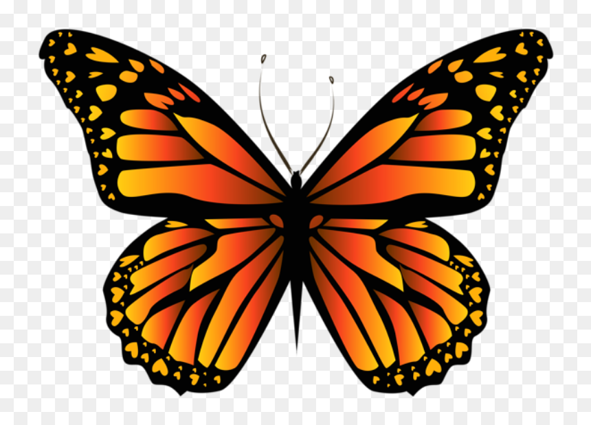 Drawing Butterfly Monarch, HD Png Download - borboletas png