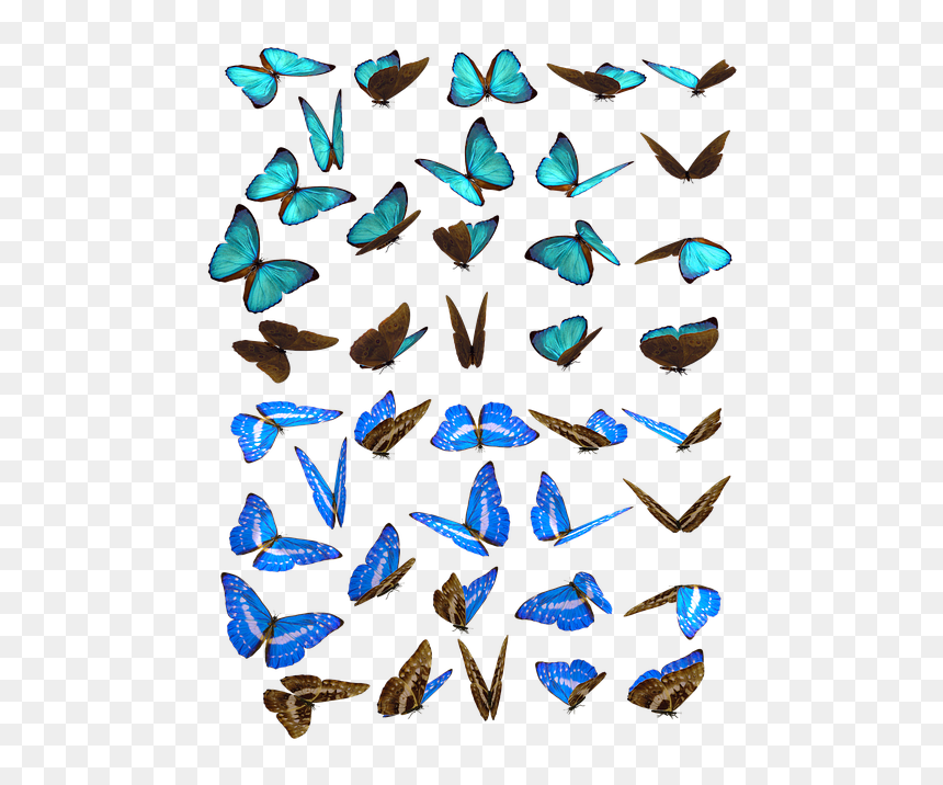Insect, HD Png Download - borboletas png