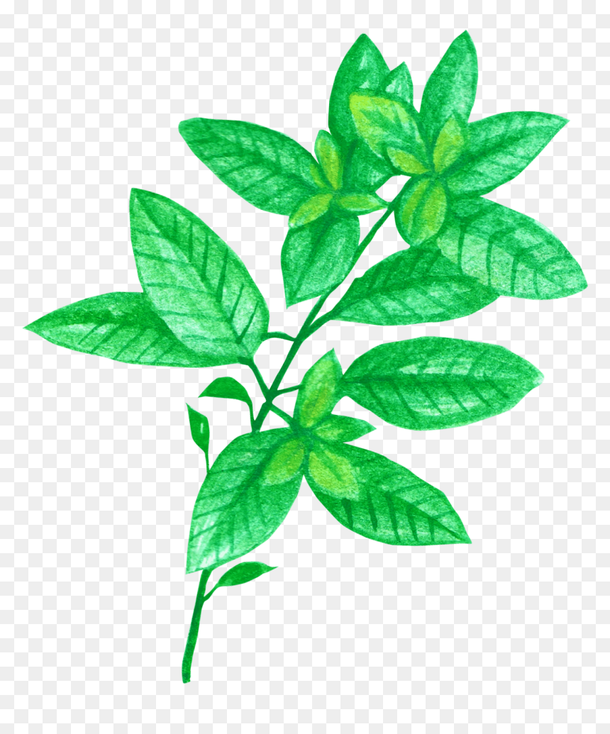 Chrysanthemum Tea, HD Png Download - headache png