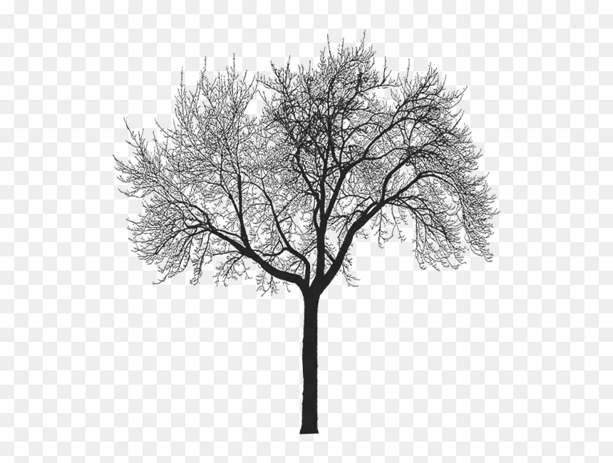 Winter Morning Poster, HD Png Download - img_tree.png