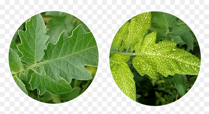 Canoe Birch, HD Png Download - planting png