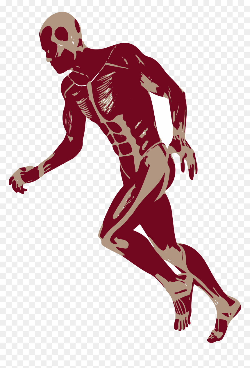 3d Man Png -3d Running Man Muscles Anatomy D Png - Png Clipart Body Muscle Anatomy Transparent Png, Png Download - kick png