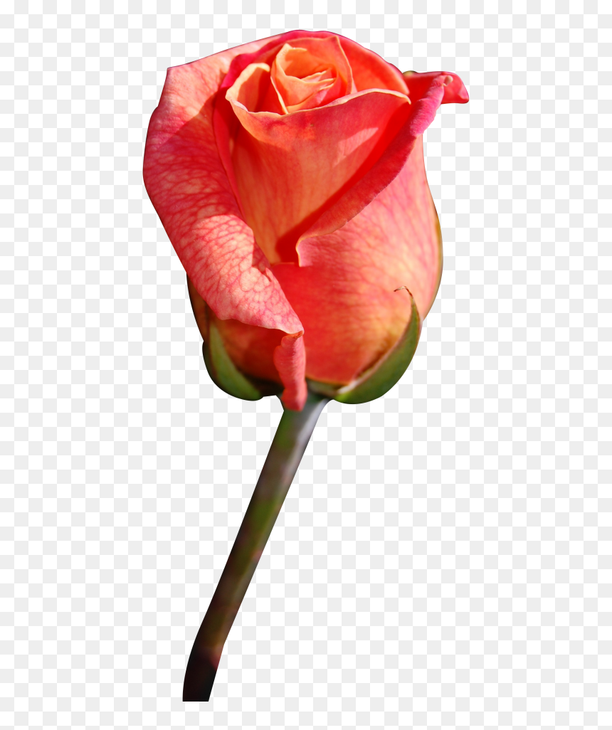 Close Png Transparent - Rose Flora, Png Download - close.png