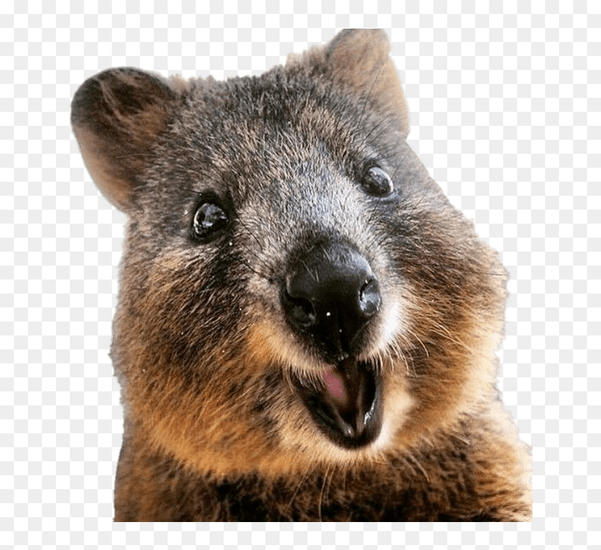 Quokka Close Up - Quokka Smiling, HD Png Download - close.png