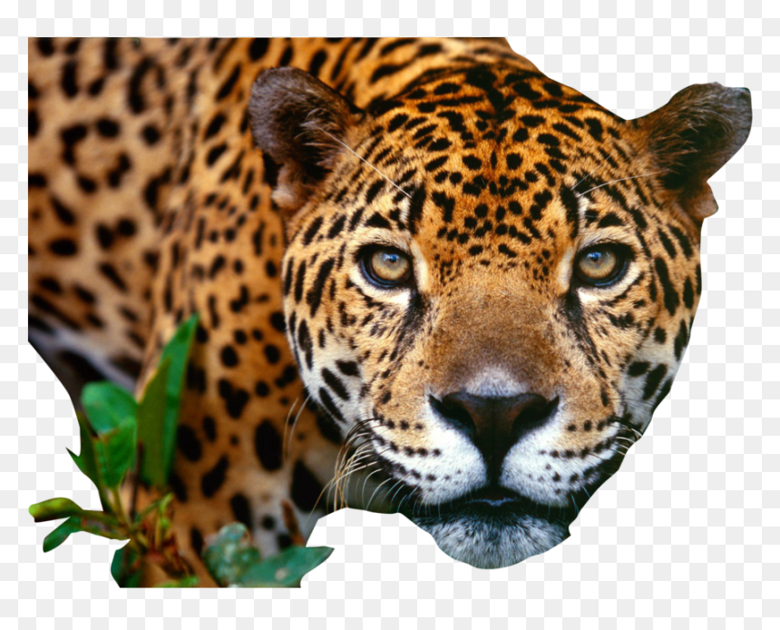 Jaguar Png Image - Jaguar Png, Transparent Png - close.png