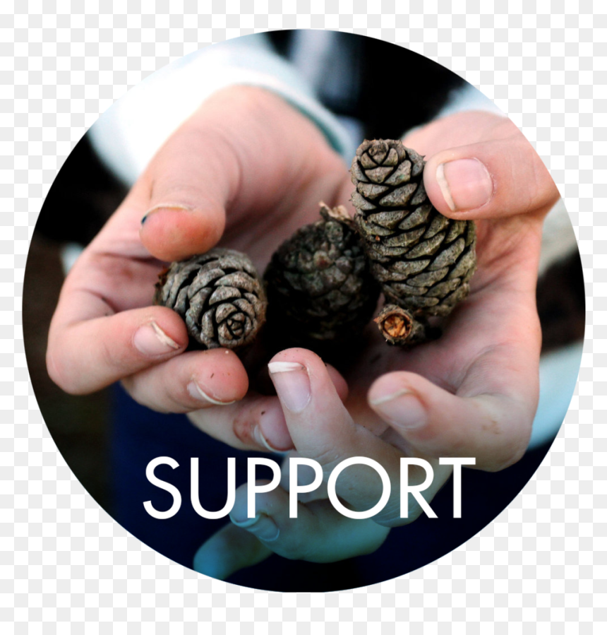 Support - Casuarina, HD Png Download - close.png