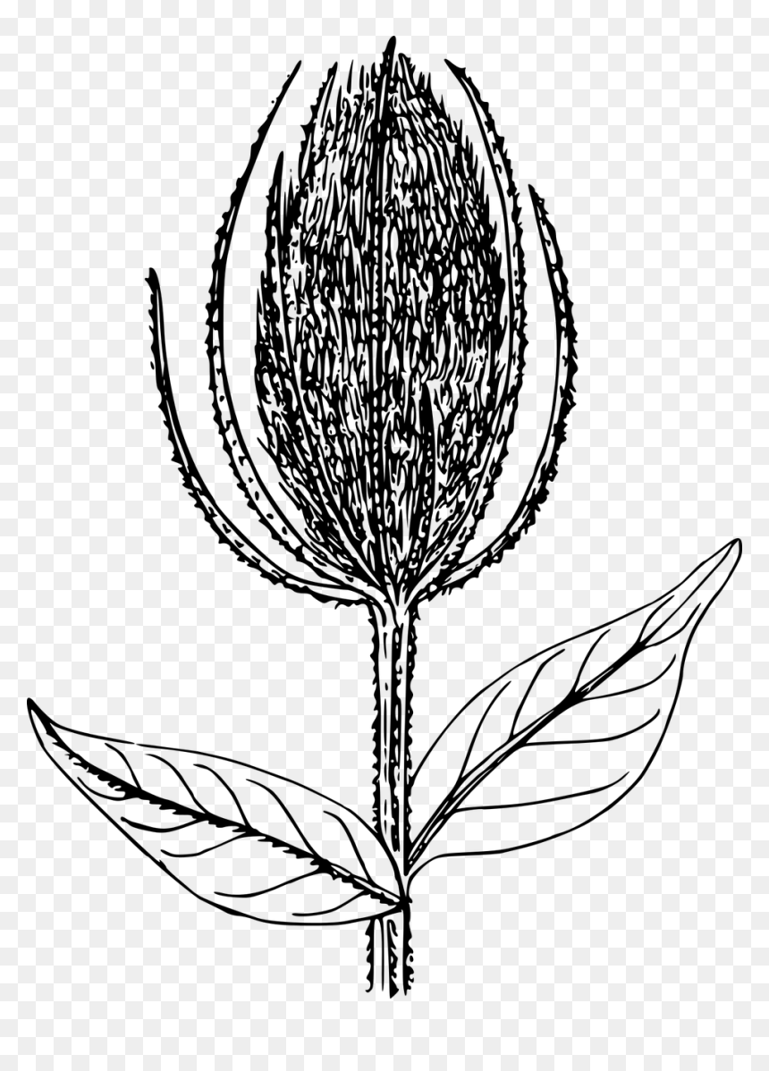 Illustration, HD Png Download - plant icon png