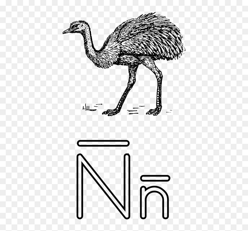 Letter N For Nose, HD Png Download - emu png