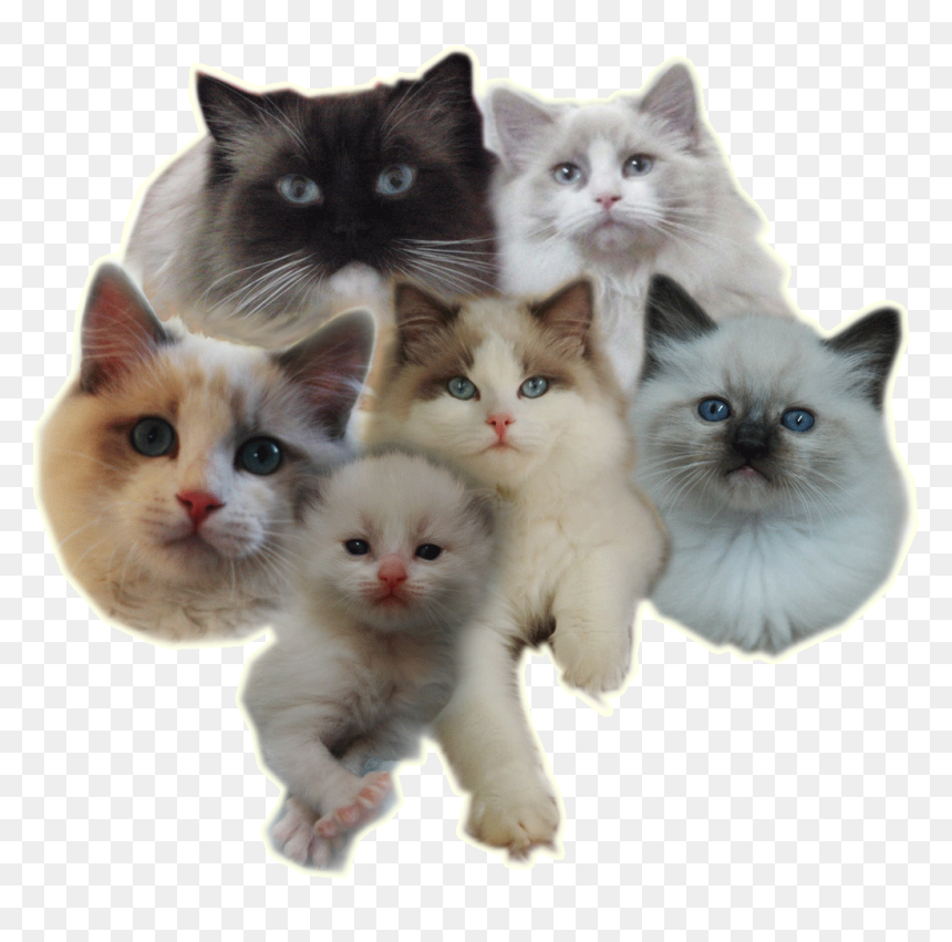 Ragdoll Kitten Transparent Background, HD Png Download - tumblr cat png
