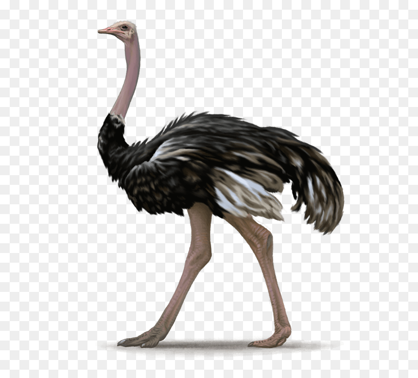 Emu - Ostrich Png, Transparent Png - emu png