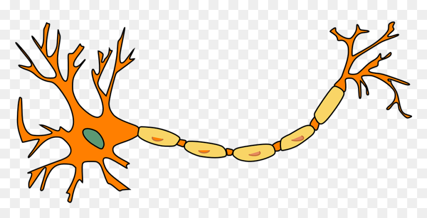 Neuron, Nerve Cell, Axon, Dendrite, Cell, Biology - Multiple Sclerosis No Background, HD Png Download - neurons png