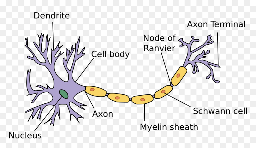 Nervous Tissue, HD Png Download - neurons png