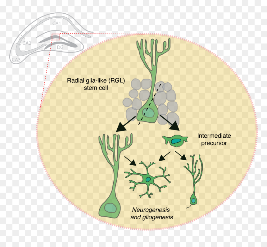 Cell Division New Neurons, HD Png Download - neurons png