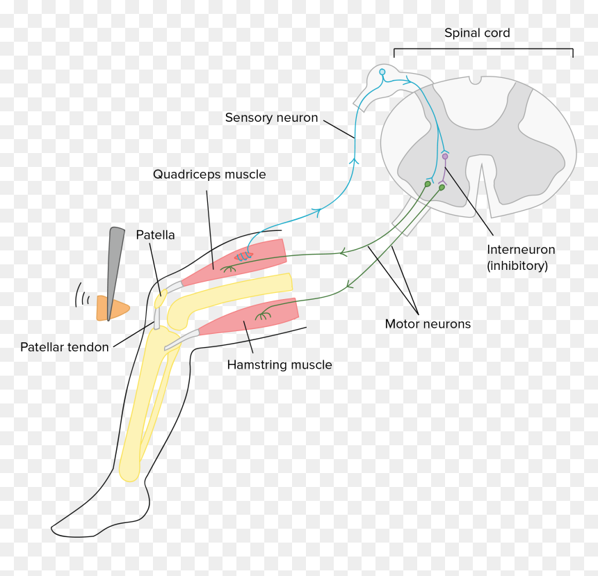 Simple Knee Jerk Reflex, HD Png Download - neurons png