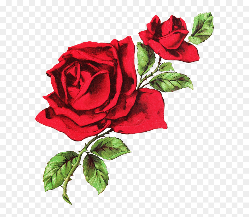 Red And White Twitter Header, HD Png Download - red rose png