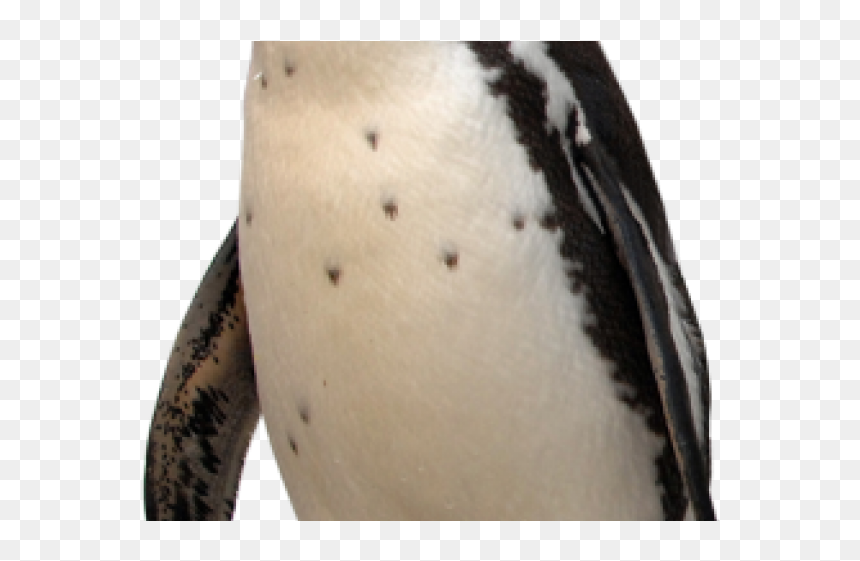 Tattoo, HD Png Download - penguin png
