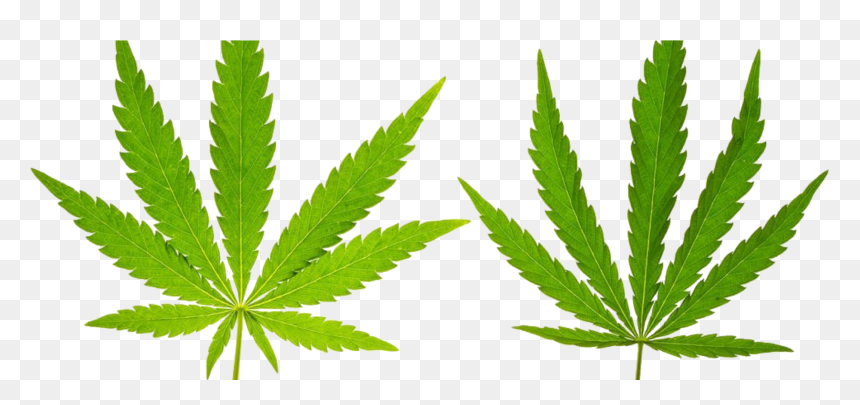 Marijuana Leaf, HD Png Download - weed leaf png